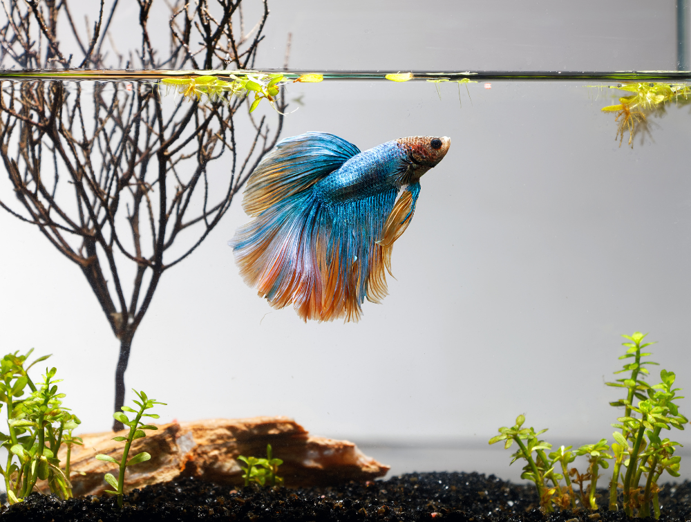 How to Keep Your Aquarium Water Crystal Clear