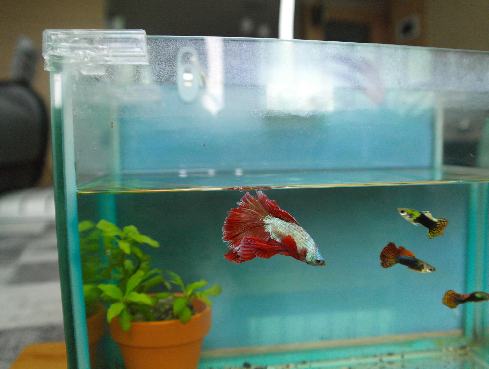 Freshwater vs Saltwater Aquariums: Which One Is Right for You?