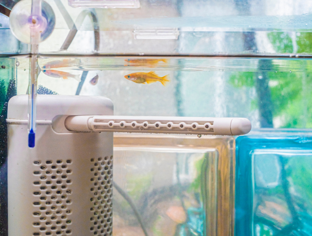 Top 10 Low-Maintenance Fish for Home Aquariums