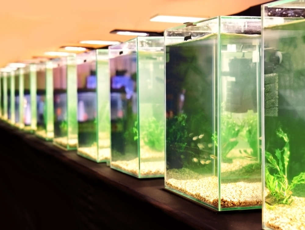 The Ultimate Beginner’s Guide to Setting Up Your First Aquarium