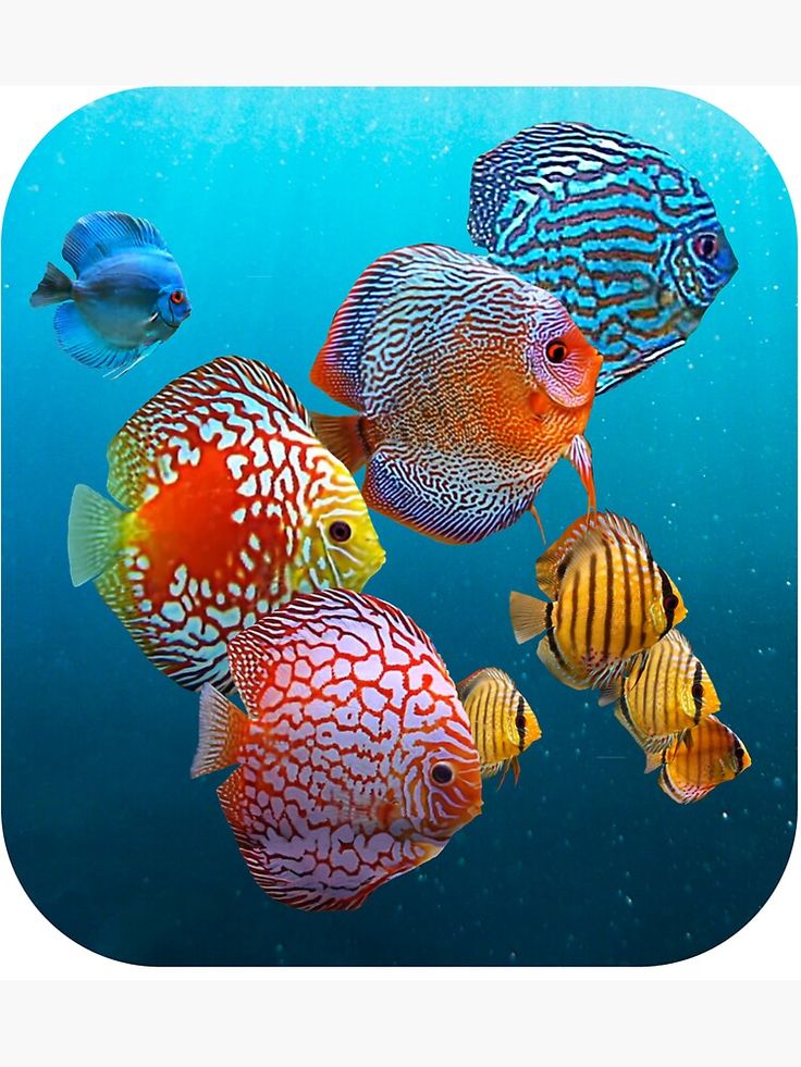 Discus Fish - *Booking only WhatsApp