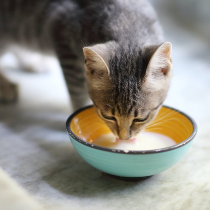 Howbone Goat's Milk Formulated Powder For Cats 300g