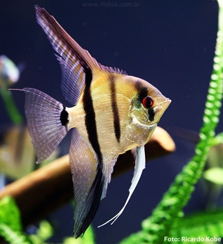 Acara Bandeira - Booking Only WhatsApp