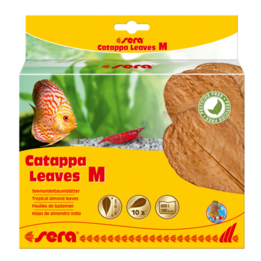 Sera Catappa Leaves (10pcs)[Size - M]