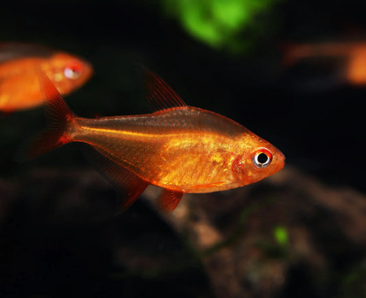 Tetra Mato Grosso - Booking Only WhatsApp