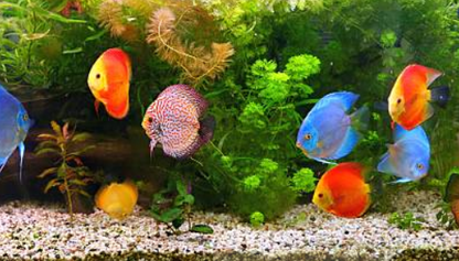 Discus Fish - *Booking only WhatsApp
