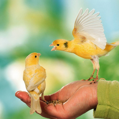 Volo Seedy Canary Mix 900g