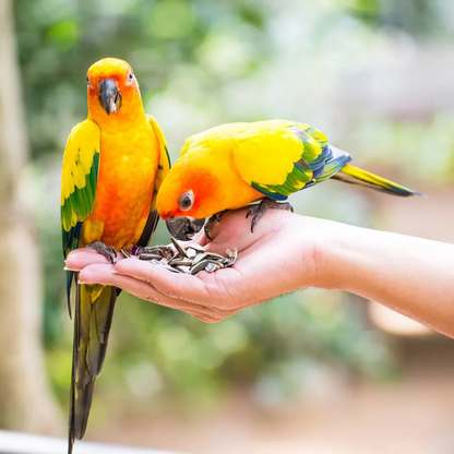 Volo Seedy Parakeet Mix 520g