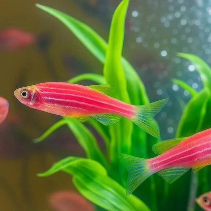 Zeebra Danio Fish - Booking Only WhatsAppp