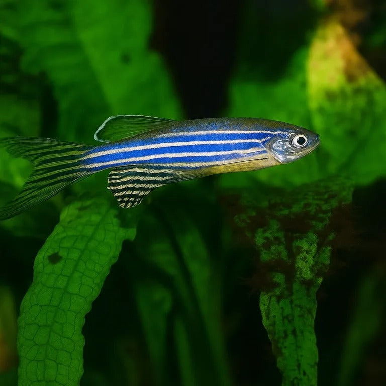 Zeebra Danio Fish - Booking Only WhatsAppp