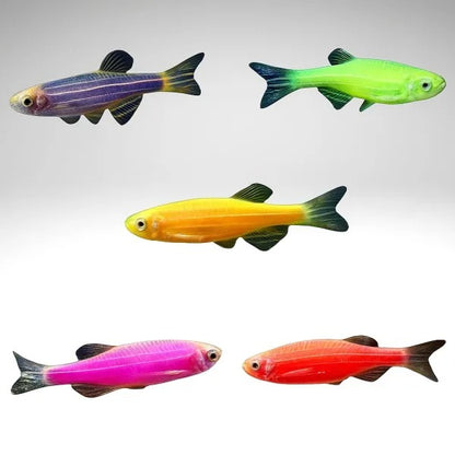 Zeebra Danio Fish - Booking Only WhatsAppp