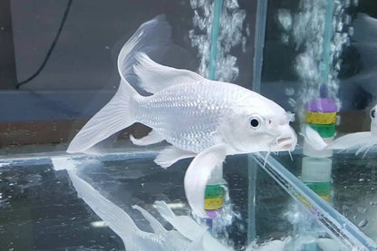 Short body high fin koi- Booking Only WhatsApp