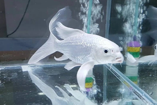 Short body high fin koi- Booking Only WhatsApp