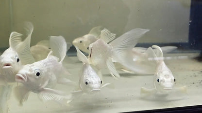 Short body high fin koi- Booking Only WhatsApp