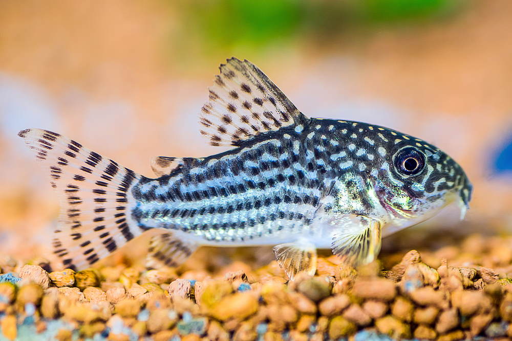 Corydoras - Booking Only WhatsApp