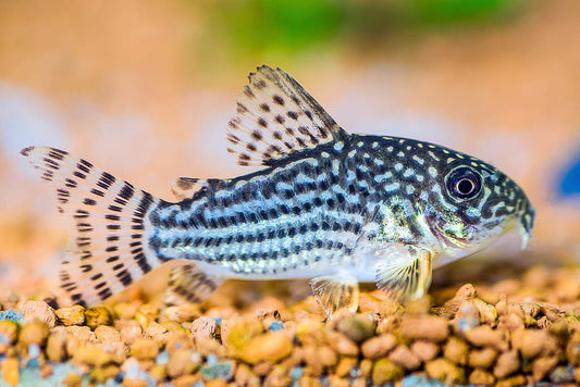 Corydoras - Booking Only WhatsApp