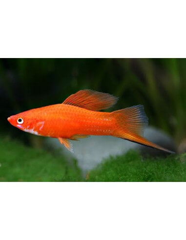 Espada - Booking Only WhatsApp